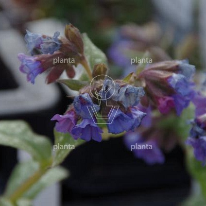 Pulmonaria 'Trevi Fountain'