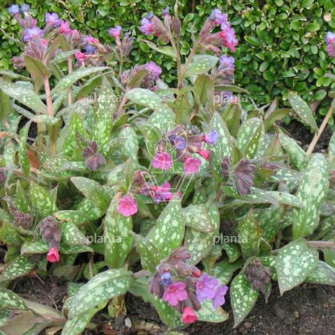 Pulmonaria saccharata 'Mrs Moon'