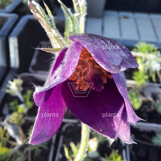 Pulsatilla vulgaris
