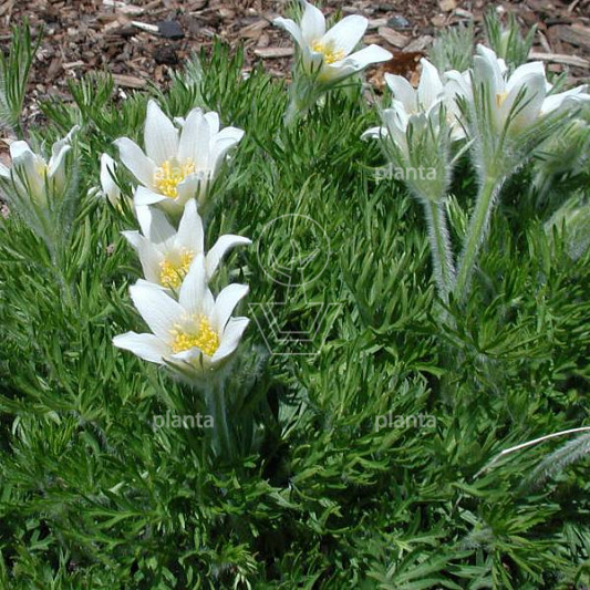 Pulsatilla vulgaris 'Alba'