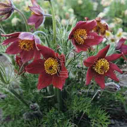 Pulsatilla vulgaris 'Rubra'