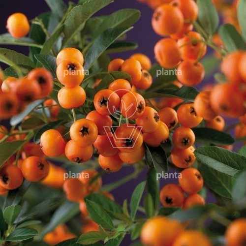 Pyracantha 'Golden Charmer'