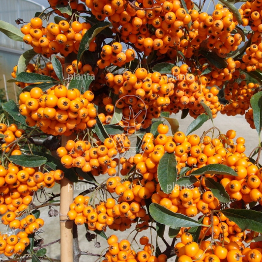 Pyracantha 'Orange Charmer'