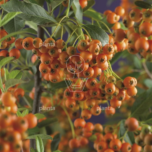 Pyracantha 'Orange Charmer'