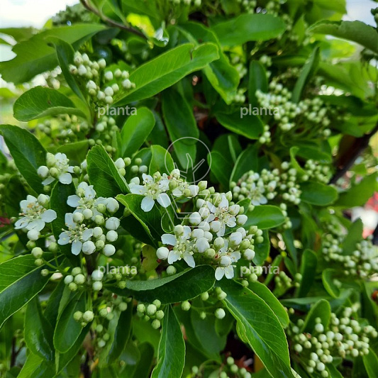 Pyracantha 'Saphyr Jaune'