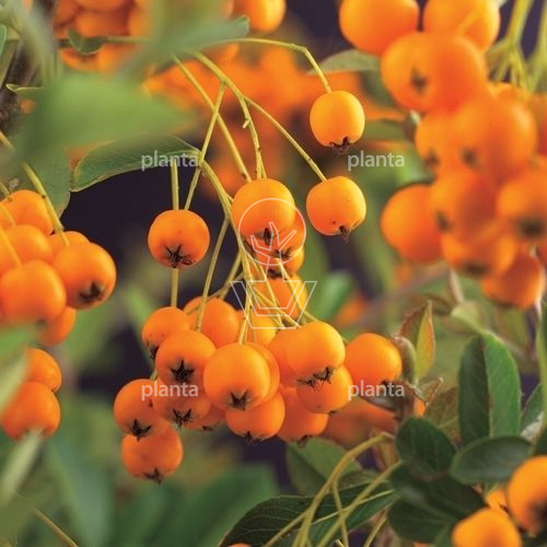 Pyracantha 'Soleil d'Or'