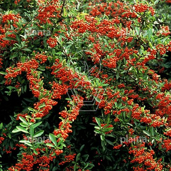 Pyracantha Dart's Red