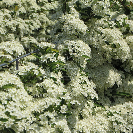 Pyracantha Dart's Red