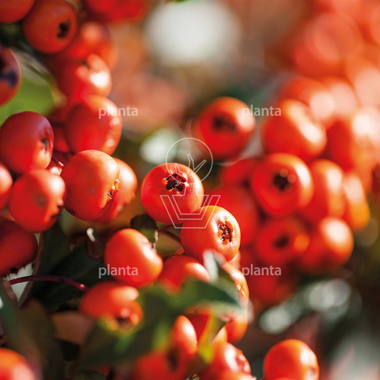 Pyracantha Dart's Red