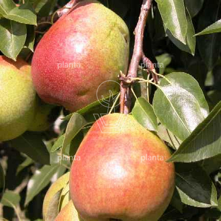 Pyrus communis 'Clapp's Favourite'