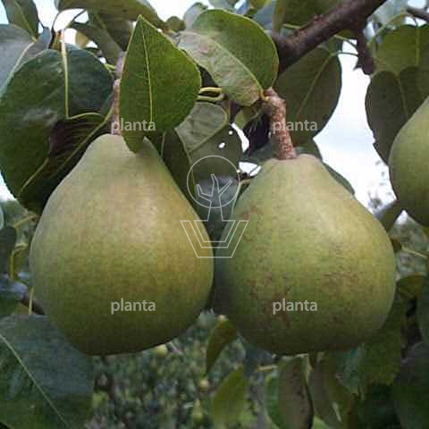 Pyrus communis 'Doyenné du Comice'