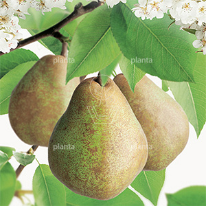 Pyrus communis 'Doyenné du Comice'