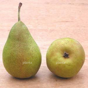 Pyrus communis 'Williams'
