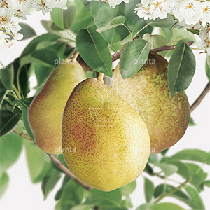 Pyrus communis 'Williams'