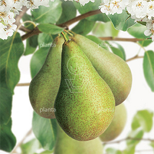 Pyrus communis 'Conference'