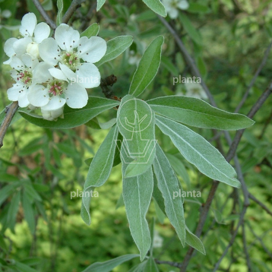 Pyrus salicifolia 'Pendula'