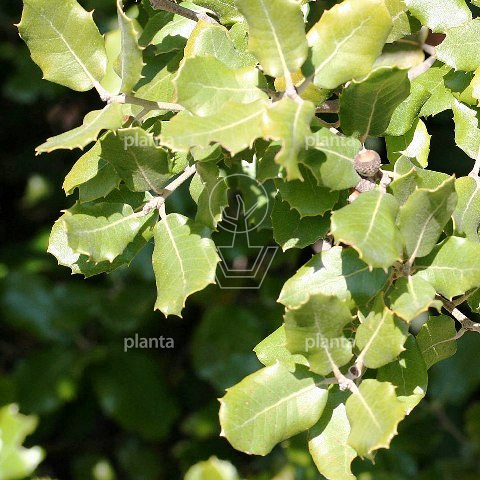 Quercus ilex