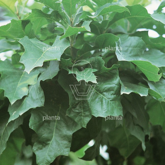 Quercus palustris 'Green Dwarf'