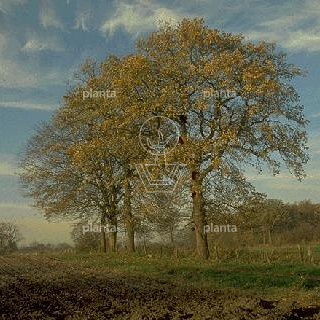 Quercus robur