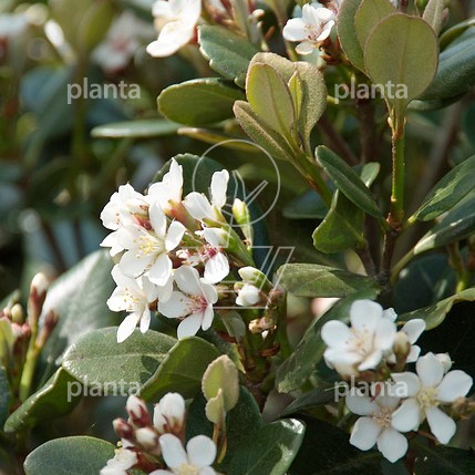 Rhaphiolepis umbellata