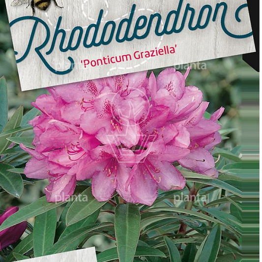 Rhododendron 'Graziella'