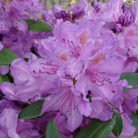 Rhododendron 'Catawb. Grandiflorum' 80- 100, C80, SOL | Planta