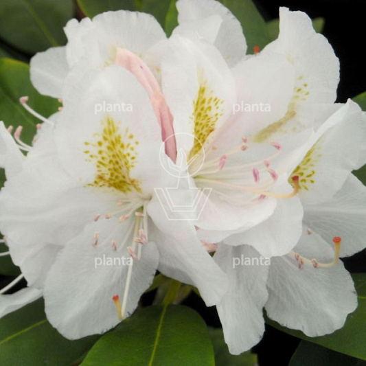 Rhododendron 'Catawbiense Album'