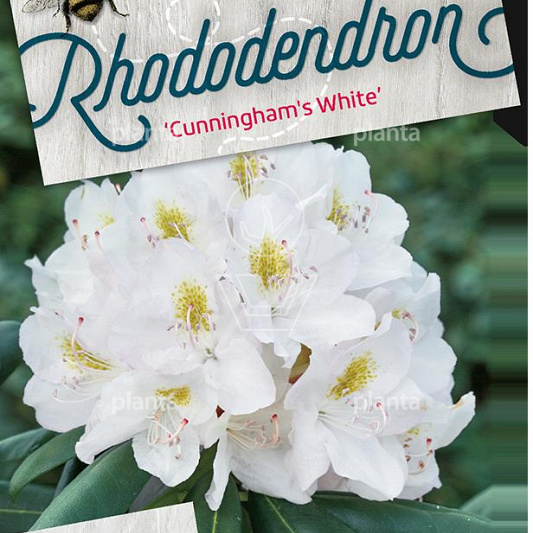 Rhododendron 'Cunningham's White'