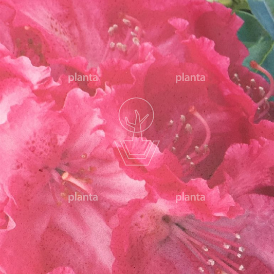 Rhododendron 'Germania'