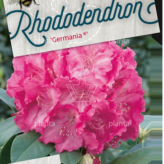 Rhododendron 'Germania'