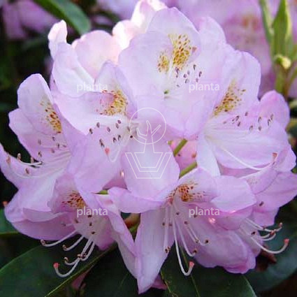 Rhododendron 'Gomer Waterer'