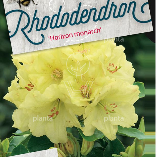 Rhododendron 'Horizon Monarch'