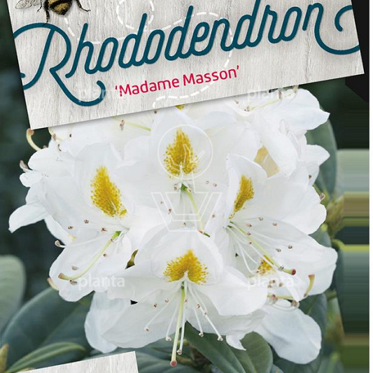 Rhododendron 'Madame Masson'