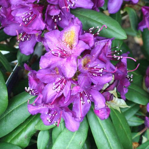 Rhododendron 'Marcel Menard'