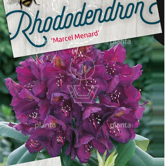 Rhododendron 'Marcel Menard'