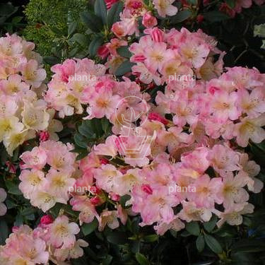 Rhododendron (Y) 'Percy Wiseman'