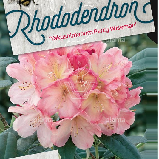 Rhododendron (Y) 'Percy Wiseman'