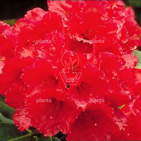 Rhododendron 'Red Jack'