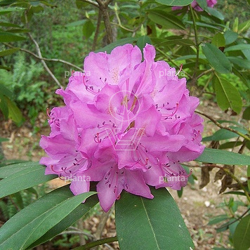 200-250 hoog, draadkluit, meerstammig, solitair