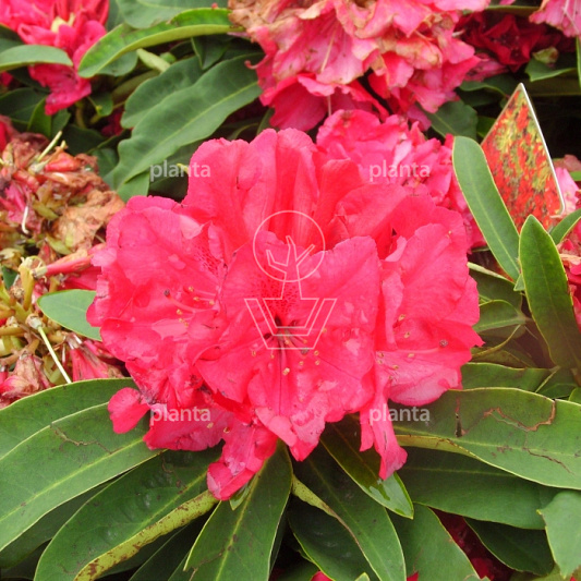Rhododendron 'Wilgen's Ruby'