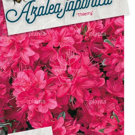 Rhododendron (AJ) 'Thierry'