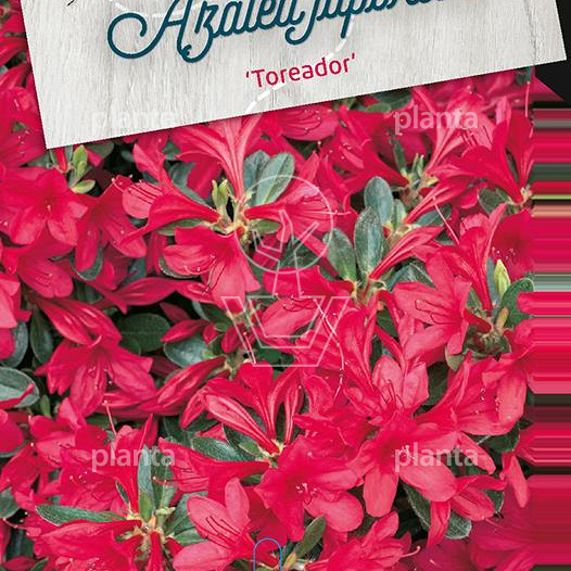 Rhododendron (AJ) 'Toreador'