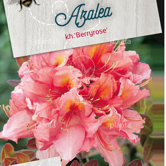 Rhododendron (AK) 'Berryrose'