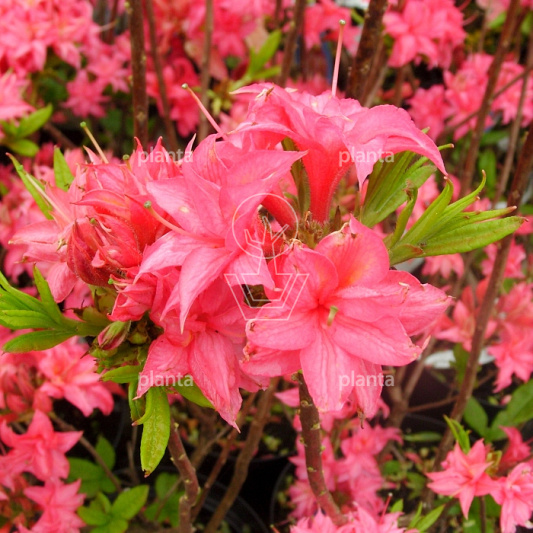 Rhododendron (AK) 'Homebush'