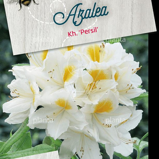 Rhododendron (AK) 'Persil'
