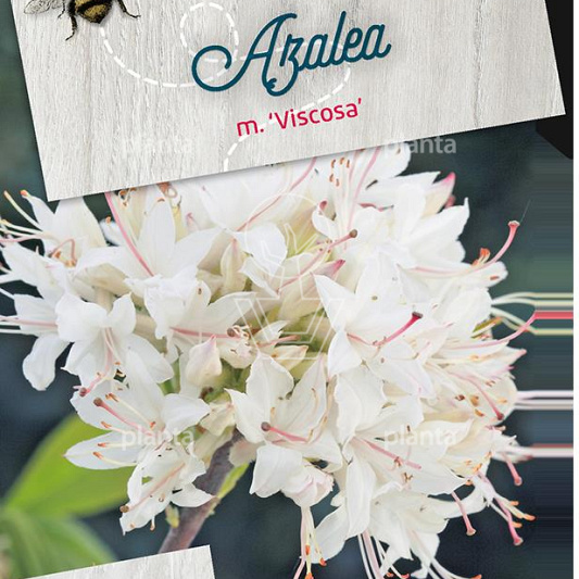 Rhododendron viscosum