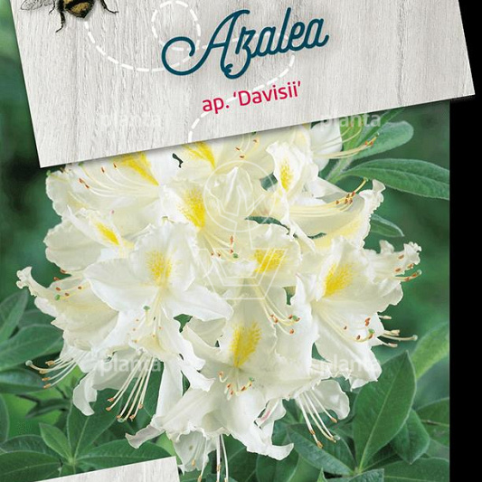 Rhododendron (AP) 'Daviesii'