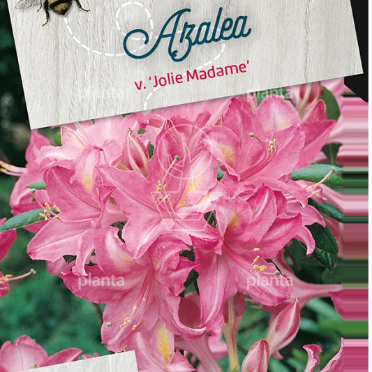 Rhododendron (AV) 'Jolie Madame'