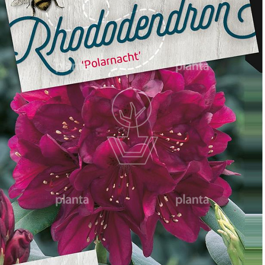 Rhododendron (P) 'Polarnacht'