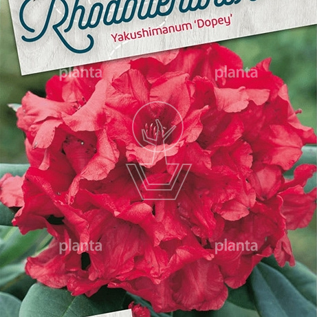 Rhododendron (Y) 'Dopey'